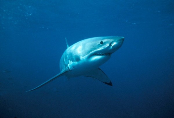 Great white shark (