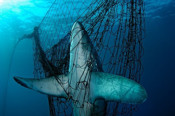 A Thresher shark (Alopias vulpinus) is fatally caught in a fishing net, Mexico.
