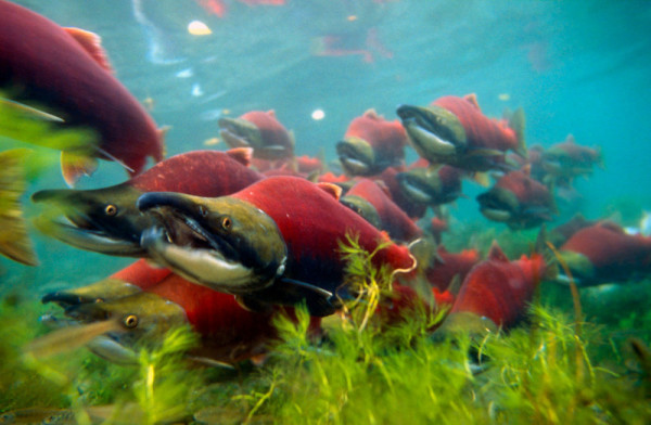 Sockeye salmons (Oncorhynchus nerka), adults migrating up the Adams River to spawn.