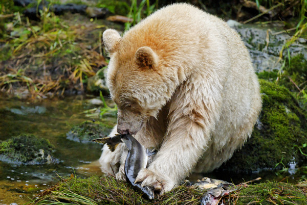 Kermode / Spirit bear, white morph of the black bear, feeding on salmon, Princess Royal Island, British Columbia, Canada
