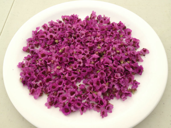 Purple saxifrage, Nunavut’s territorial flower, which was used as a pizza topping by our innovative chefs.