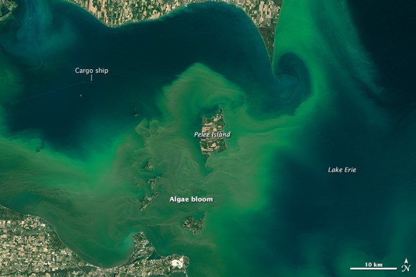 Algae Bloom in Lake Erie, acquired July 28, 2015. © NASA Earth Observatory