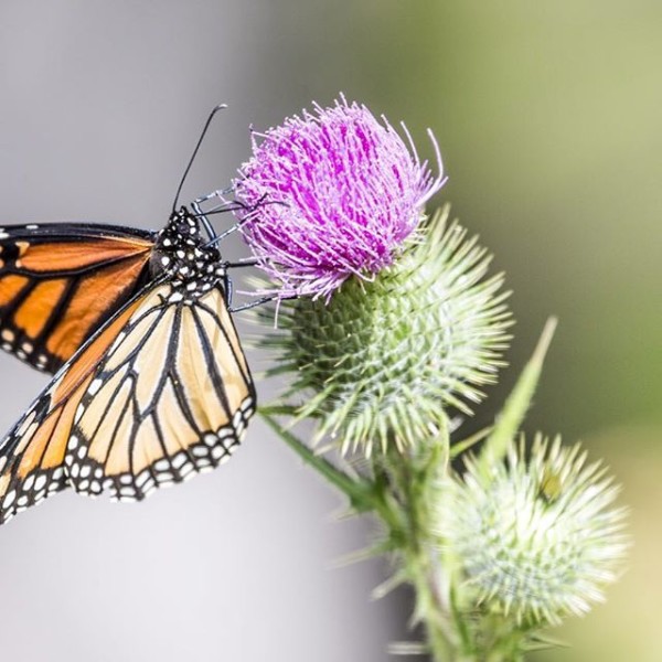 Monarch butterflies were really enjoying the thistle on Flower Pot Island in Tobermory, Ontario. 