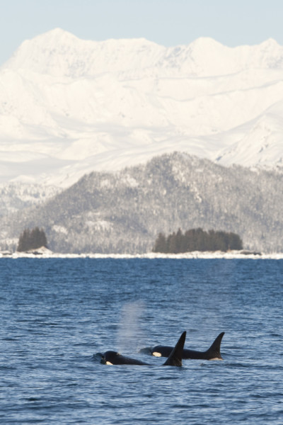 Killer whales (Orcinus orca) surfacing in Prince William Sound, Alaska, United States. © Scott Dickerson/WWF-US
