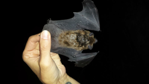 Torpid Big Brown Bat © Krista Patriquin