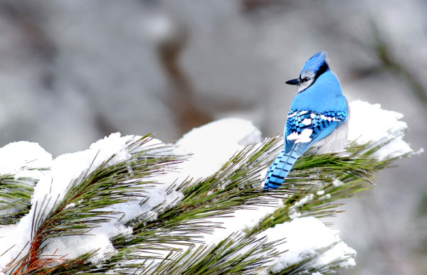 Blue jay in winter; Canada