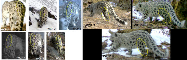 Camera trapped pictures of nine different snow leopard individuals. Ty and two other volunteers were responsible for noting the different spot patterns among individuals. © WWF-WCNP, Bhutan