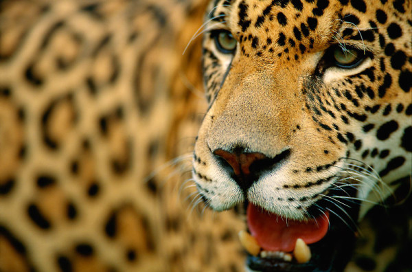 Jaguar (Panthera onca), Pantanal, Mato grosso, Brazil. © Staffan Widstrand / WWF