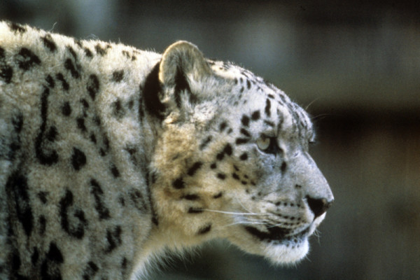 Snow leopard (Uncia uncia or Panthera uncia) © Bruce W. Bunting / WWF-US