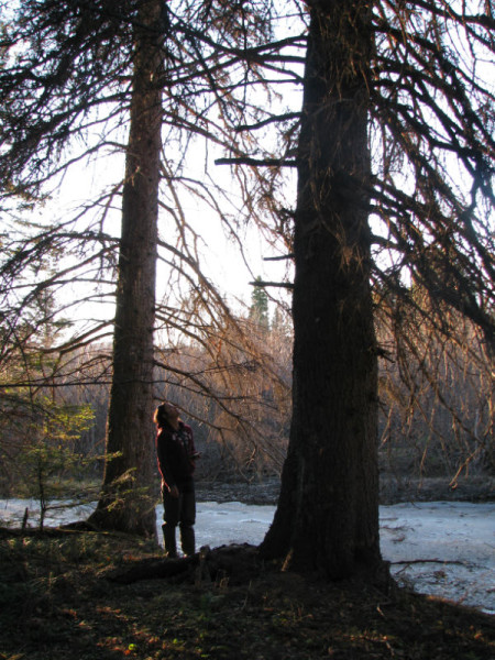 Tammy next to a large Black Spruce tree on Birch Island © Marina Biasutti-Brown