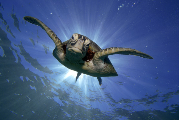 A green turtle (Chelonia mydas) swimming in the Great Barrier Reef, Queensland.