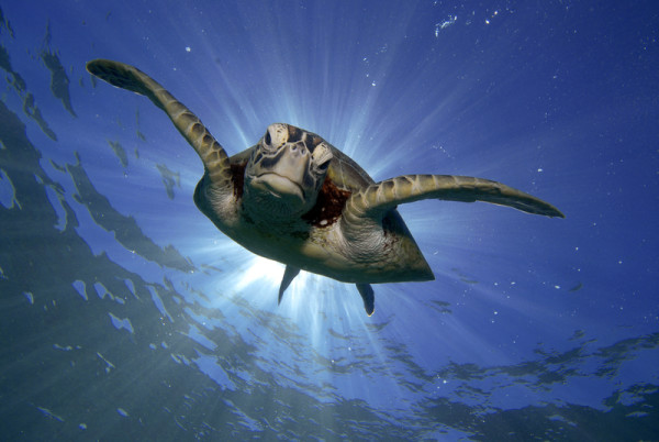 Green turtle swimming in the Great Barrier Reef, Queensland.