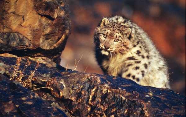 Léopard des neiges (Panthera uncia), massif rocheux de l'Altaï, Mongolie. © Fritz Pölking / WWF