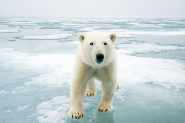 The impact of climate change on species | WWF Report