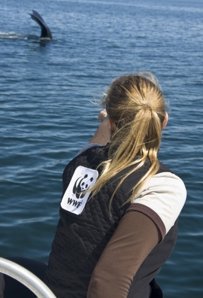 A marine student wearing the WWF logo viewing a North Atlantic right whale (Eubalaena glacialis), also known as a Northern right whale, in the Bay of Fundy, Nova Scotia, Canada.