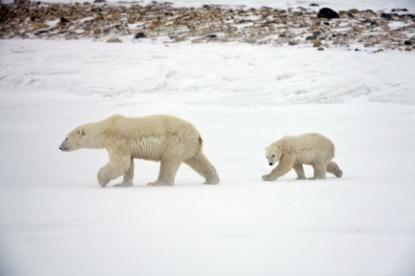A mother polar bear (Ursus maritimus) and her two year old cub crossing the tundra in the Churchill Wildlife Management Area outside of Churchill, Manitoba, Canada.