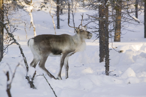 Renne (Rangifer tarandus) à la recherche de nourriture en hiver près de Saariselka, Finlande du Nord.