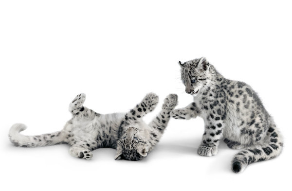 snow_leopards_small-600x393