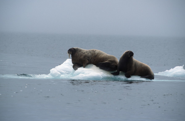 Two walruses (Odobenus rosmarus) sit on sea ice in Hudson Bay, Nunavut, Canada