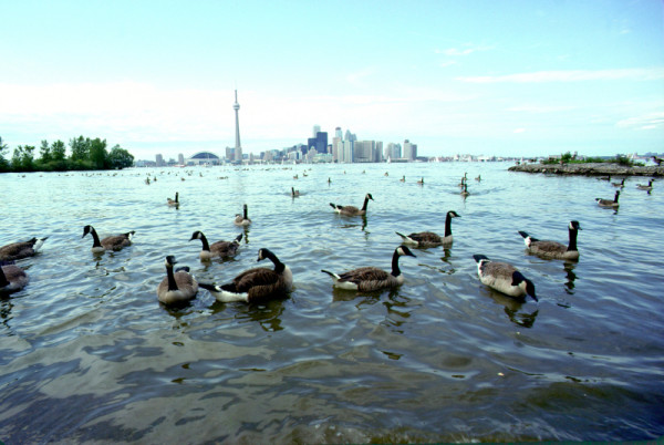 Flock of Canada geese (Branta canadensis) swimming in Lake Ontario with city of Toronto skyline in the background, Ontario, Canada. © Frank PARHIZGAR / WWF-Canada