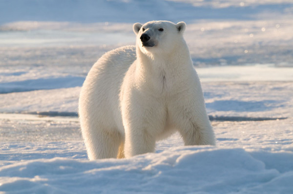 Polar bear (Ursus maritimus), Spitsbergen, Svalbard, Norway.