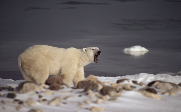 Ursus maritimus Polar Bear In November Churchill area, Manitoba, Canada