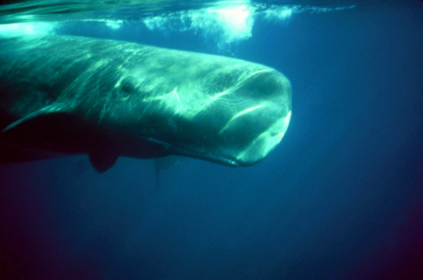 An underwater view of a Sperm whale lying just below the surface. © Hal WHITEHEAD / WWF-Canada