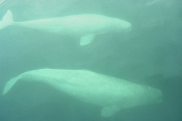 Two Beluga whales (Delphinapterus leucas), St. Lawrence River, Quebec, Canada.