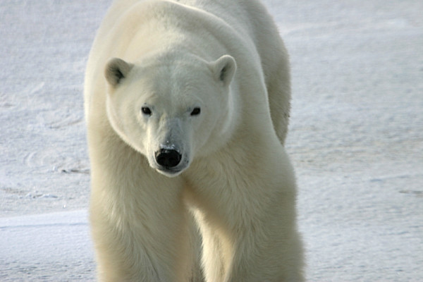 Polar bear (Ursus maritimus), Churchill, Manitoba, Canada. © Marie-Chantal MARCHAND / WWF-Canada