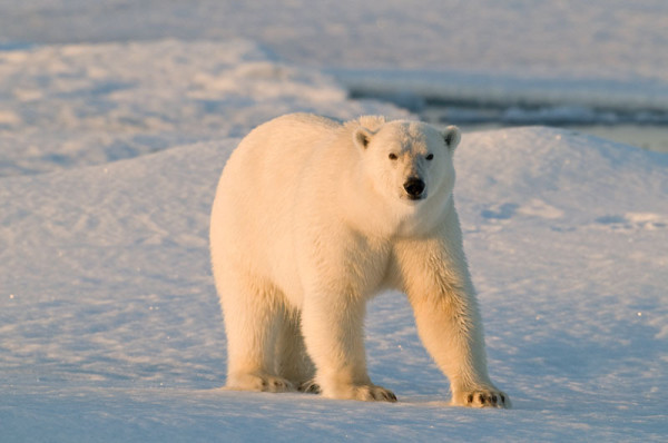 Polar bear (Ursus maritimus) walking on sea ice, Spitsbergen, Svalbard, Norway.