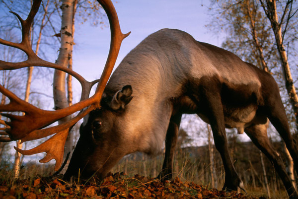 Reindeer (Rangifer tarandus), Vasterbotten, Lapland, Sweden.