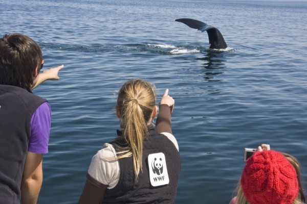 Three marine students wearing the WWF logo viewing a North Atlantic right whale (Eubalaena glacialis), also known as the Northern right whale, in the Bay of Fundy, Nova Scotia, Canada.