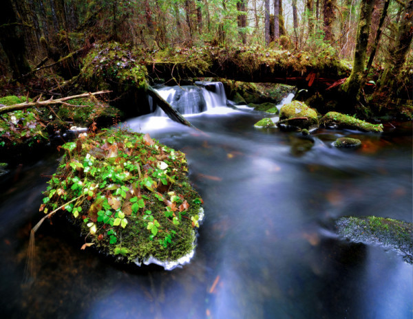 A stream flowing through temperate rainforest in northwest British Columbia, Canada.