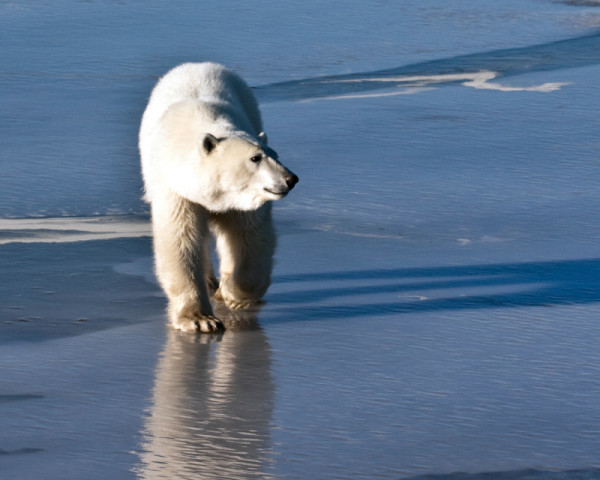 Polar bear (Ursus maritimus), Wapusk National Park, Manitoba, Canada.
