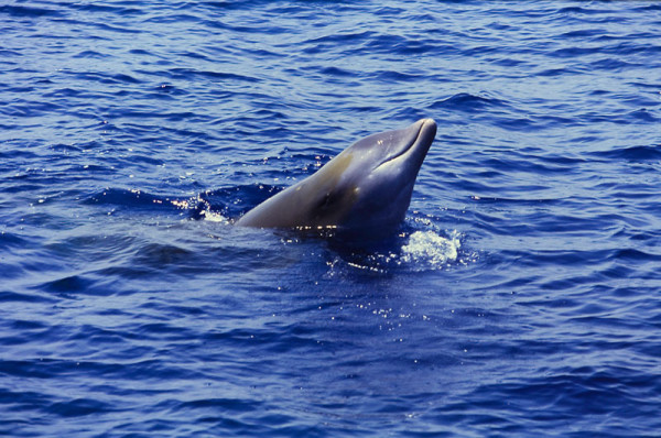 Cuviers beaked whale (Ziphius cavirostris) spy hopping, Ligurian Sea, Italy.