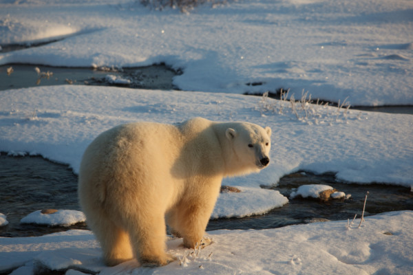 A female polar bear (Ursus maritimus) in November waits for ice to form in order to hunt for seals, near Churchill, Manitoba, Canada