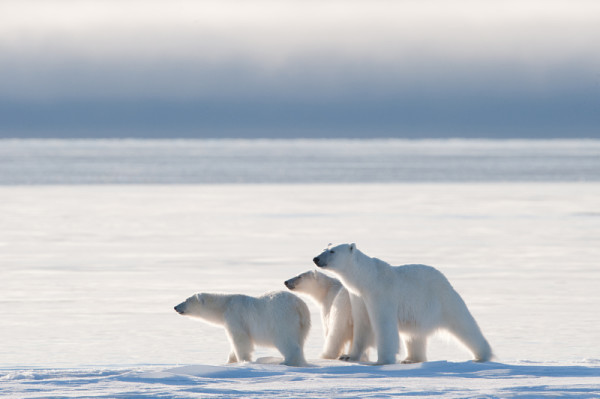 Three polar bears in Nunavut, Canada.