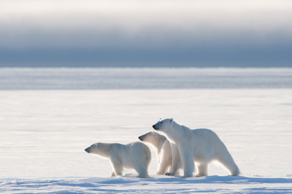Three polar bears in Nunavut, Canada. © Florian Schulz/visionsofthewild.com