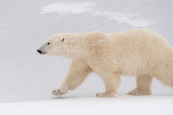 Polar bear (Ursus maritimus) walking on ice, Churchill, Canada.