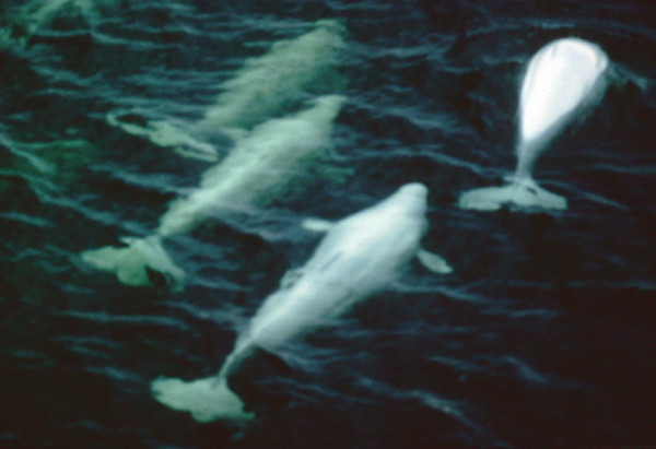 Four Beluga whales (Delphinapterus leucas), swimming at the surface of the St. Lawrence River, Quebec, Canada.