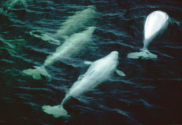 Four Beluga whales (Delphinapterus leucas), swimming at the surface of the St. Lawrence River, Quebec, Canada. © Robert Michaud / WWF-Canada