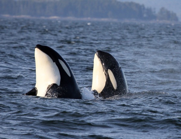 Close up of two northern resident Killer whales (Orcinus orca) surfacing in the waters off the central coast of British Columbia, Canada © Natalie Bowes / WWF-Canada