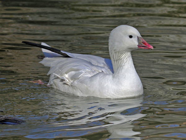 Ross's Goose (Chen rossii) By DickDaniels (https://carolinabirds.org) - 
