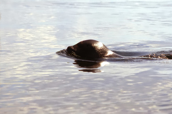 The mysterious achikunipi, the freshwater seal
