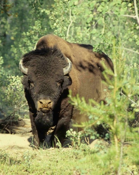Curious Wood Buffalo (Bison bison athabascae), Wood Buffalo National Park, Canada. © Ansgar Walk