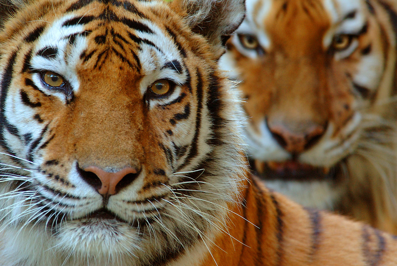 Two Siberian tigers (Panthera tigris altaica) portraits.