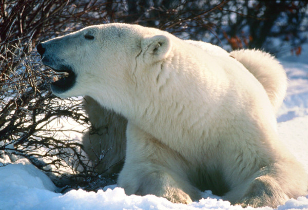 Polar bear (Ursus maritimus) in snow, Canada.