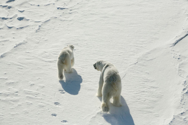 A male and female Polar bear (Ursus maritimus) viewed from the Norwegian Polar Institute's Polar Bear Tracking Team helicopter. Svalbard, Norway.