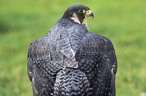 Pereguine falcon (Falco peregrenus)