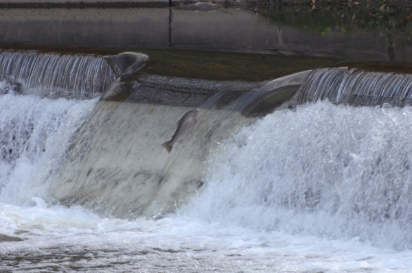 Salmon (Salmonid sp.) jumping at a weir along Humber river. In early autumn, salmon can be seen leaping and swimming up the weirs along the Humber river in Toronto, Ontario, Canada.